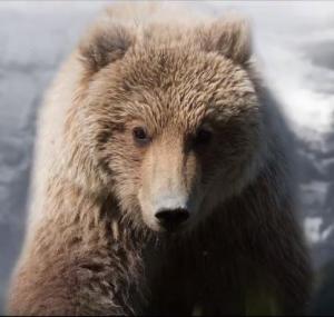 El documental 'El oso pardo: tras las huellas de lo salvaje' se estrena mañana en la ULE 1