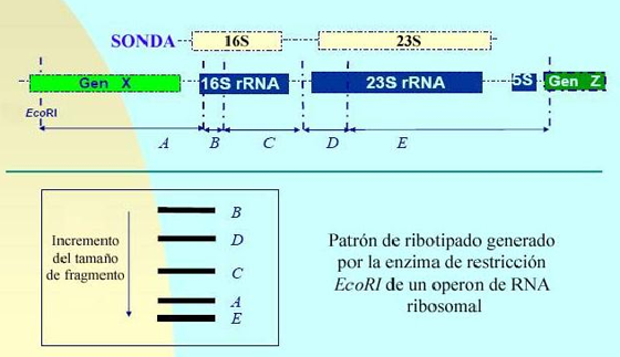 Patrón de ribotipado generado por la enzima de restricción EcoR1 de un operon de RNA ribosomal