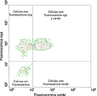 Poblaciones definidas en una muestra de células con doble marcaje